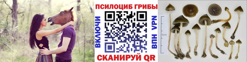 Купить  Терек  Псилоцибиновые грибы MAGIC MUSHROOMS 